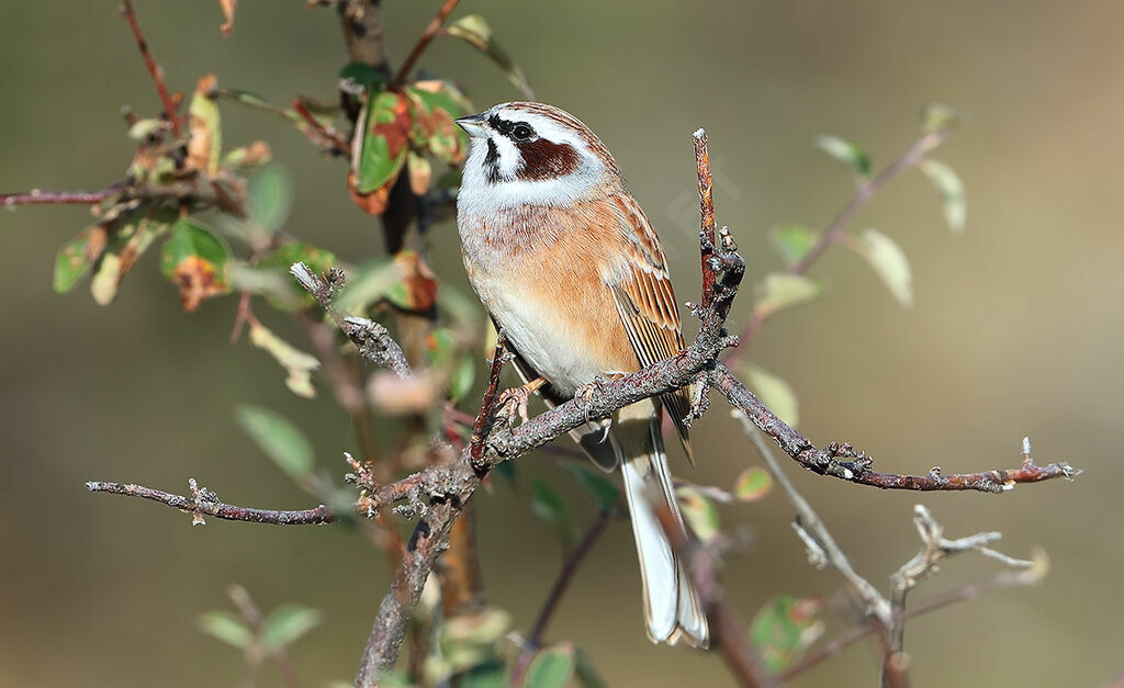 Meadow Bunting