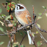 Meadow Bunting