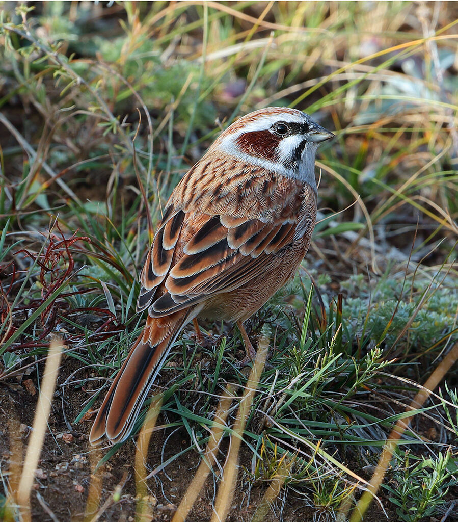 Meadow Bunting male adult, identification