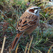 Meadow Bunting