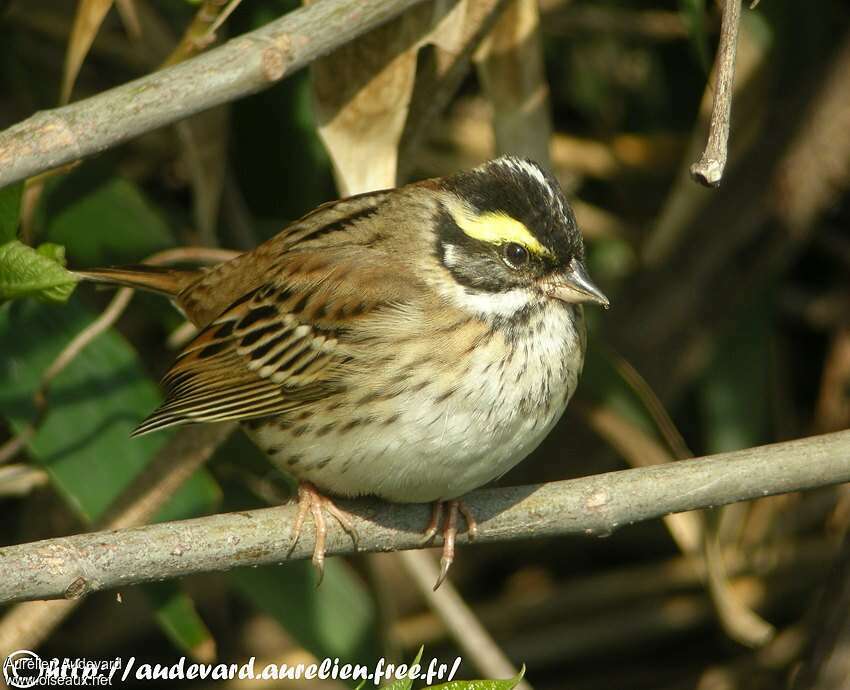 Yellow-browed Bunting male adult, close-up portrait