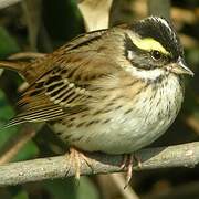 Yellow-browed Bunting