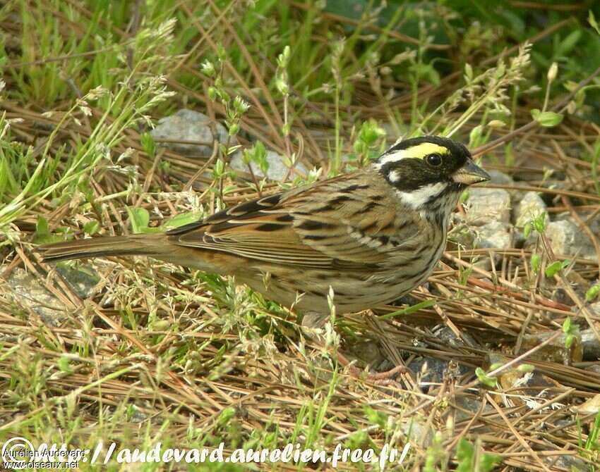 Yellow-browed Bunting male adult breeding, identification