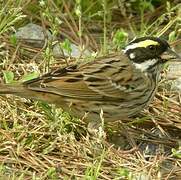 Yellow-browed Bunting