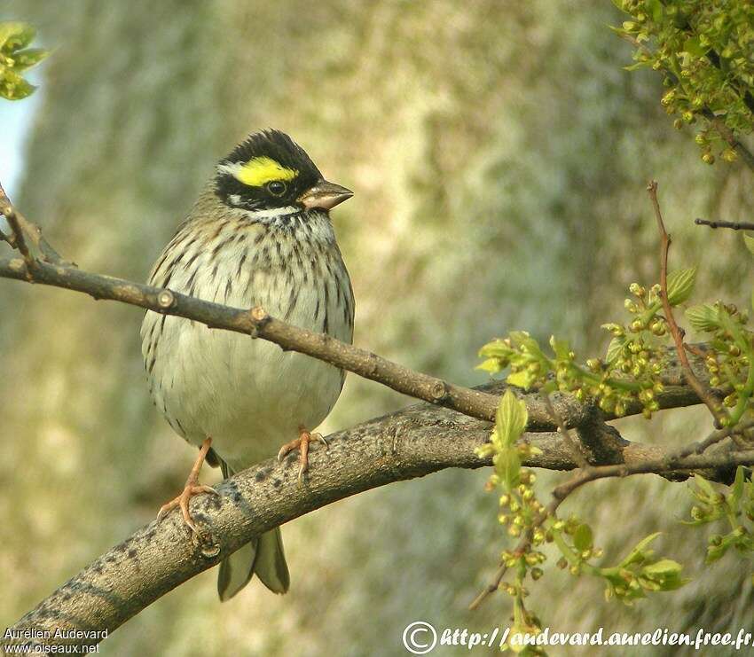 Yellow-browed Bunting male adult breeding, pigmentation