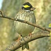 Bruant à sourcils jaunes