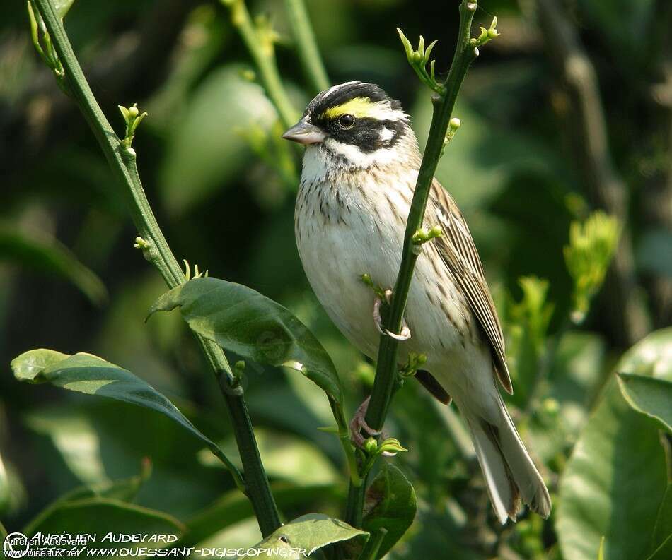 Yellow-browed Bunting male adult, habitat, pigmentation, Behaviour