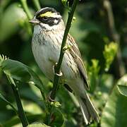 Yellow-browed Bunting