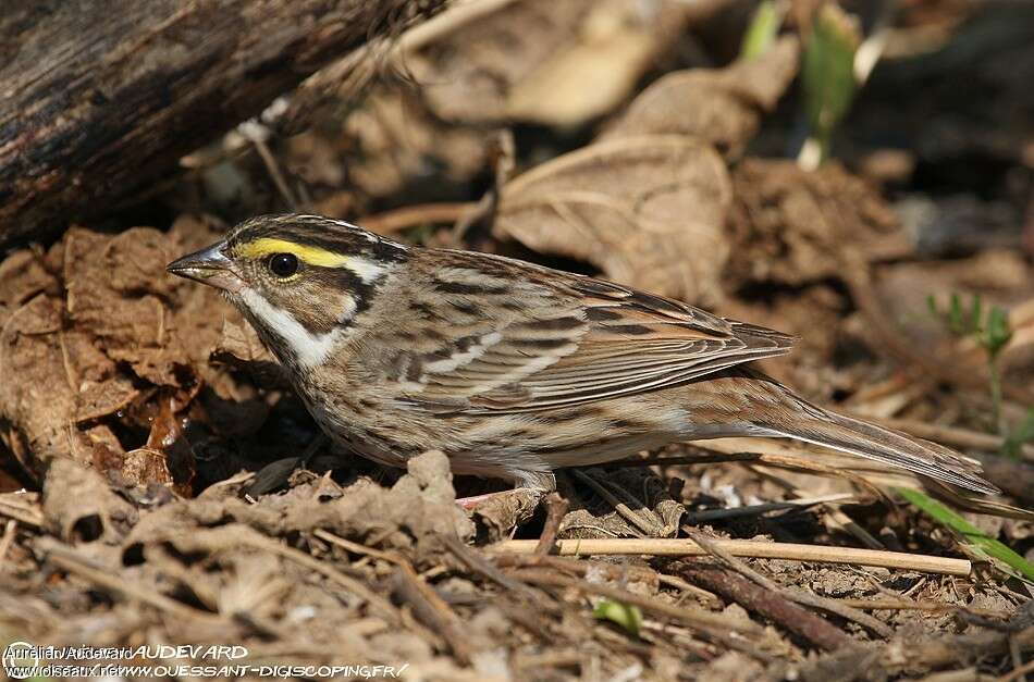 Bruant à sourcils jaunes mâle adulte nuptial, pigmentation, mange