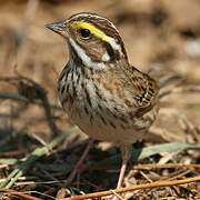 Yellow-browed Bunting