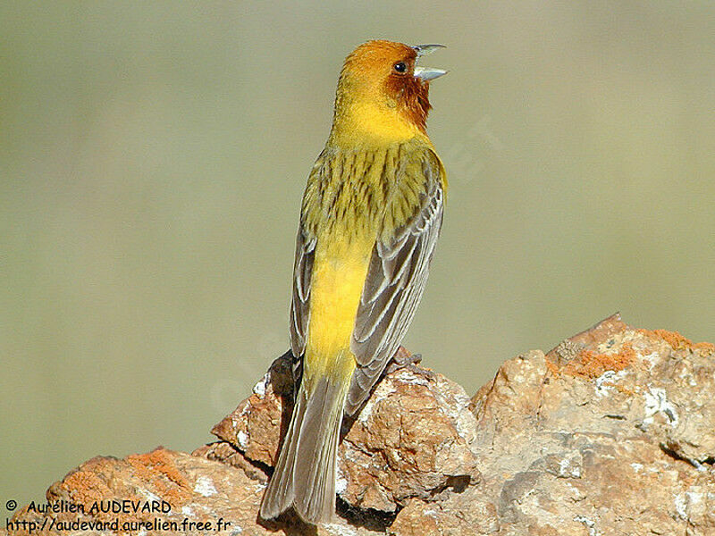 Red-headed Bunting male adult breeding