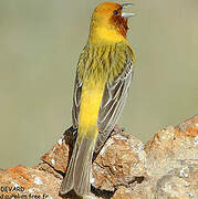 Red-headed Bunting