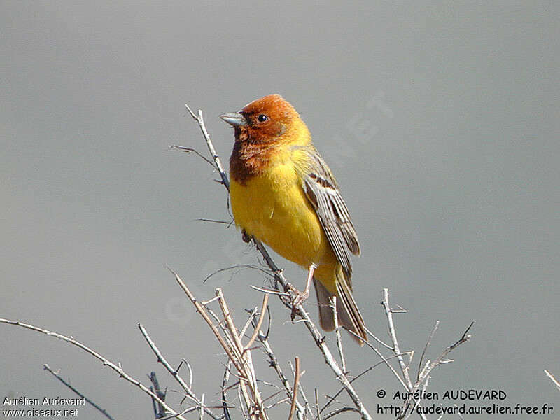 Red-headed Bunting male adult breeding, close-up portrait, pigmentation