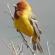 Red-headed Bunting