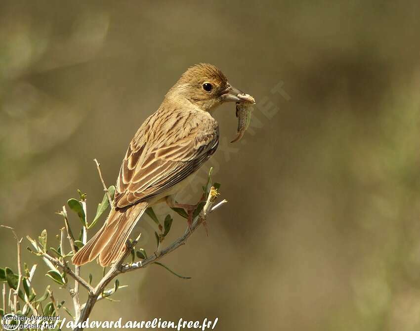 Red-headed Bunting female adult, identification, pigmentation, eats