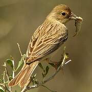 Red-headed Bunting