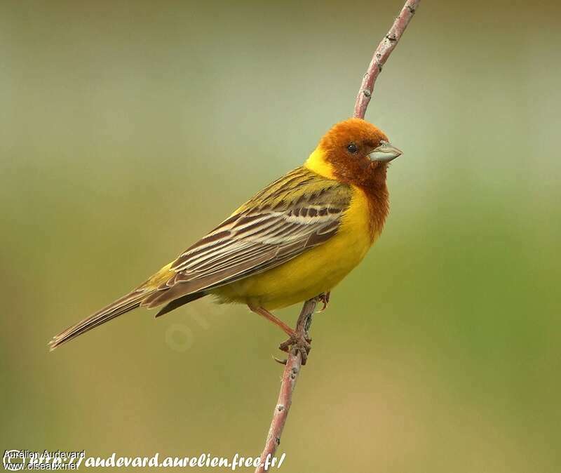Red-headed Bunting male adult breeding, identification