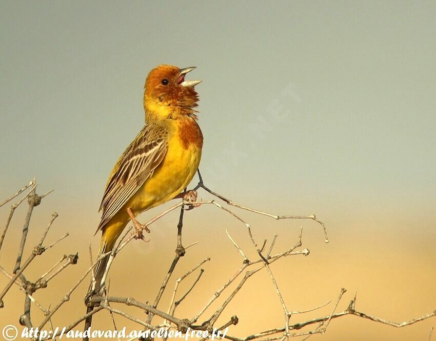 Bruant à tête rousse mâle adulte nuptial