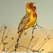 Red-headed Bunting