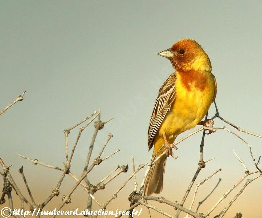 Bruant à tête rousse mâle adulte nuptial