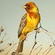 Red-headed Bunting