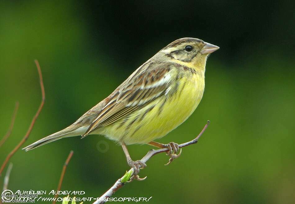 Yellow-breasted Bunting female, identification