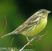 Yellow-breasted Bunting