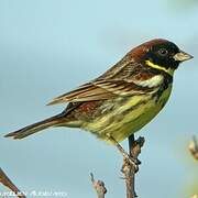 Yellow-breasted Bunting