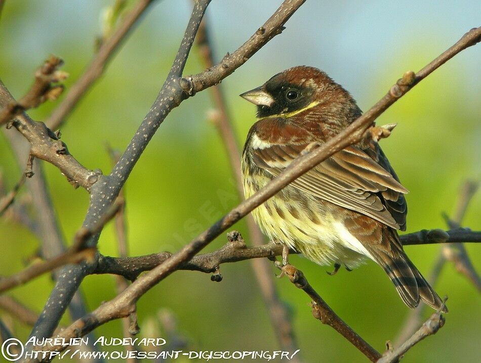 Bruant auréole, identification