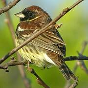 Yellow-breasted Bunting