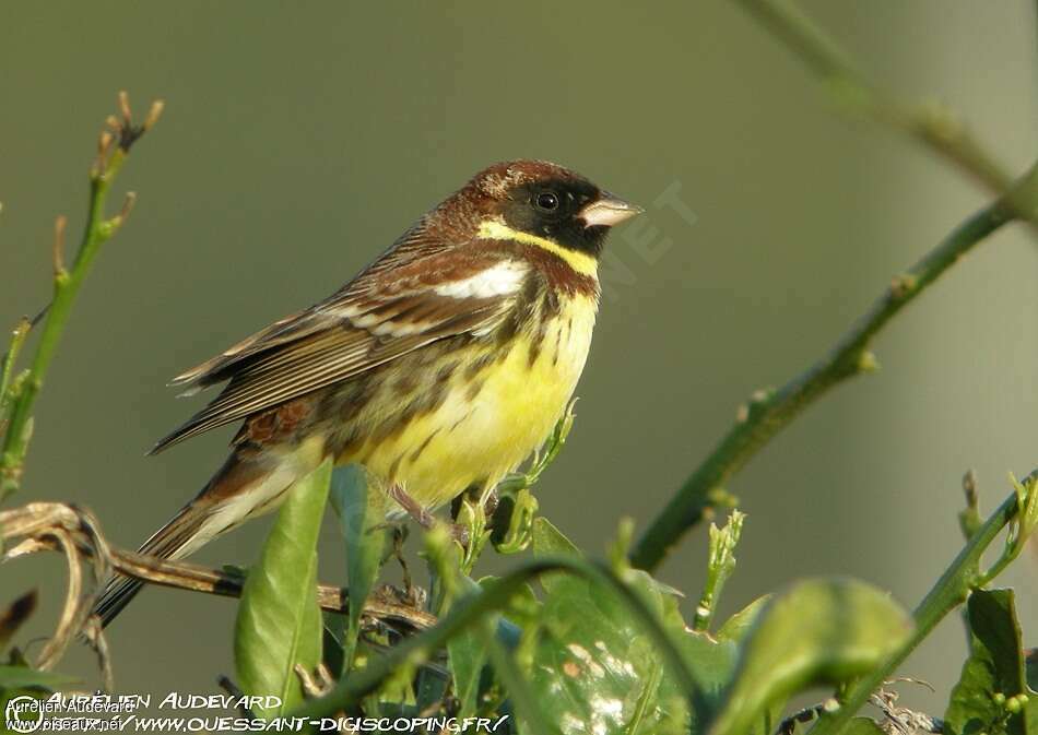 Yellow-breasted Bunting male adult breeding, identification