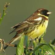 Yellow-breasted Bunting