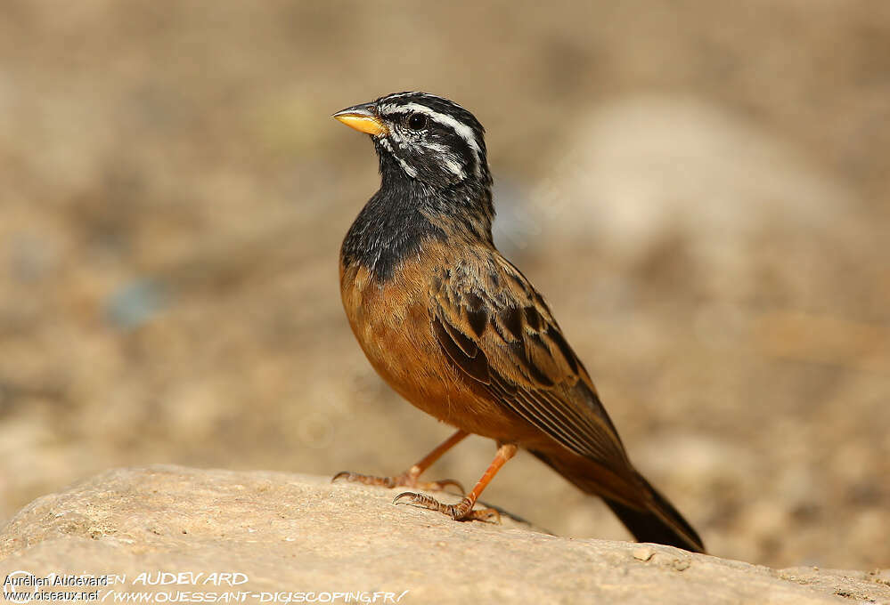 Cinnamon-breasted Bunting male adult, identification