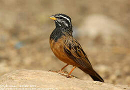 Cinnamon-breasted Bunting