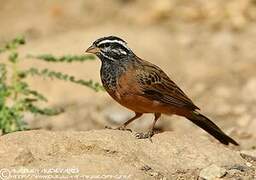 Cinnamon-breasted Bunting