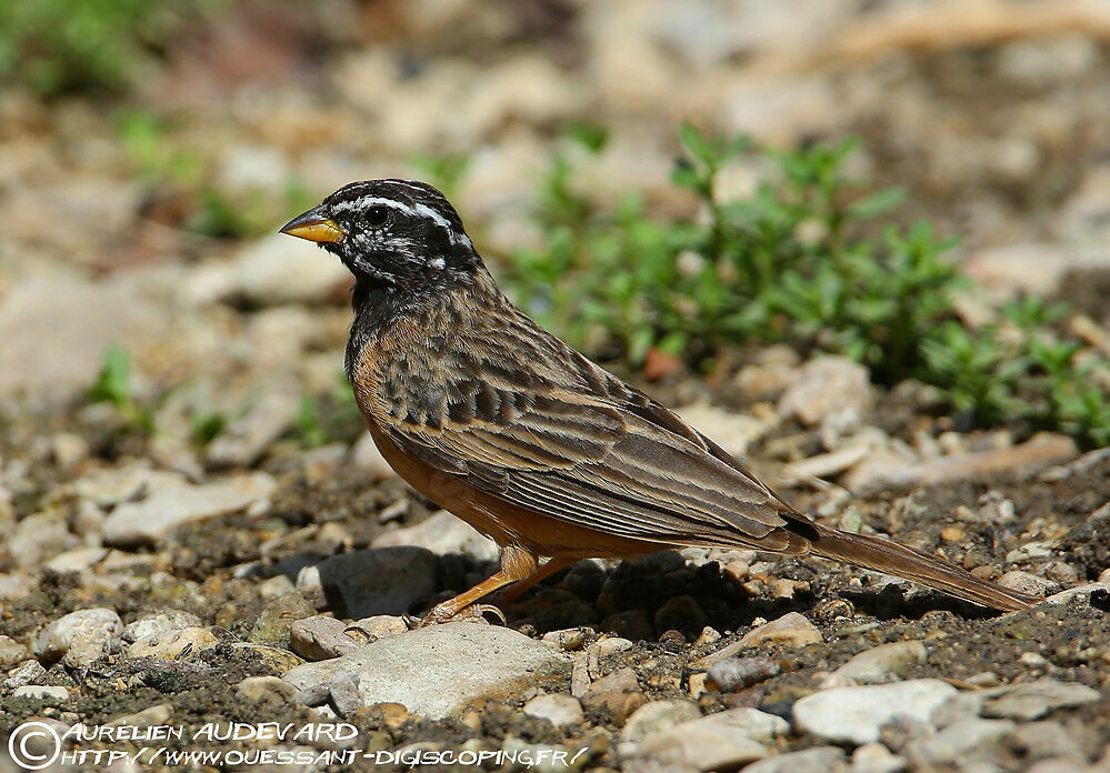 Cinnamon-breasted Bunting