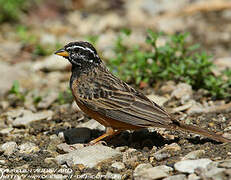 Cinnamon-breasted Bunting