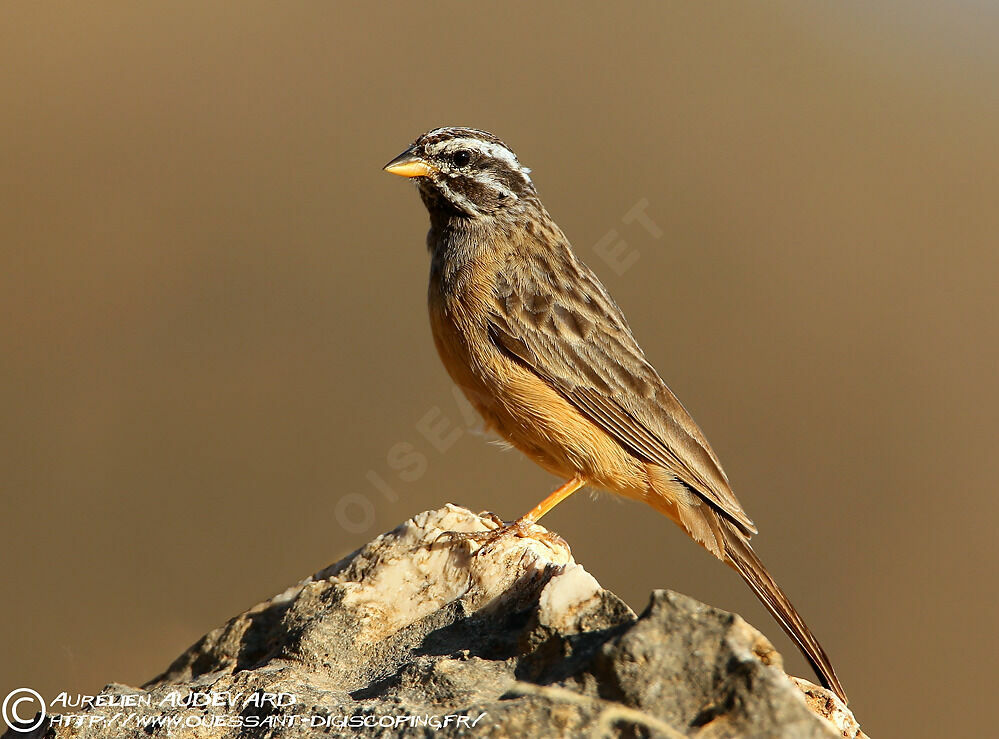 Bruant cannelle, identification