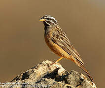 Cinnamon-breasted Bunting