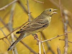 Cinereous Bunting