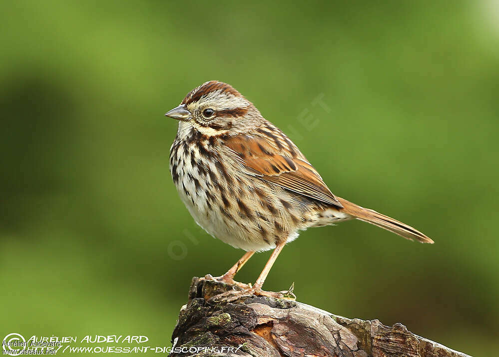 Bruant chanteuradulte, identification