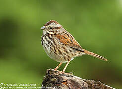 Song Sparrow