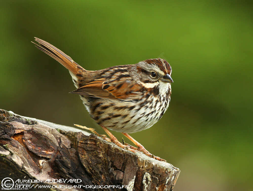 Song Sparrowadult, identification