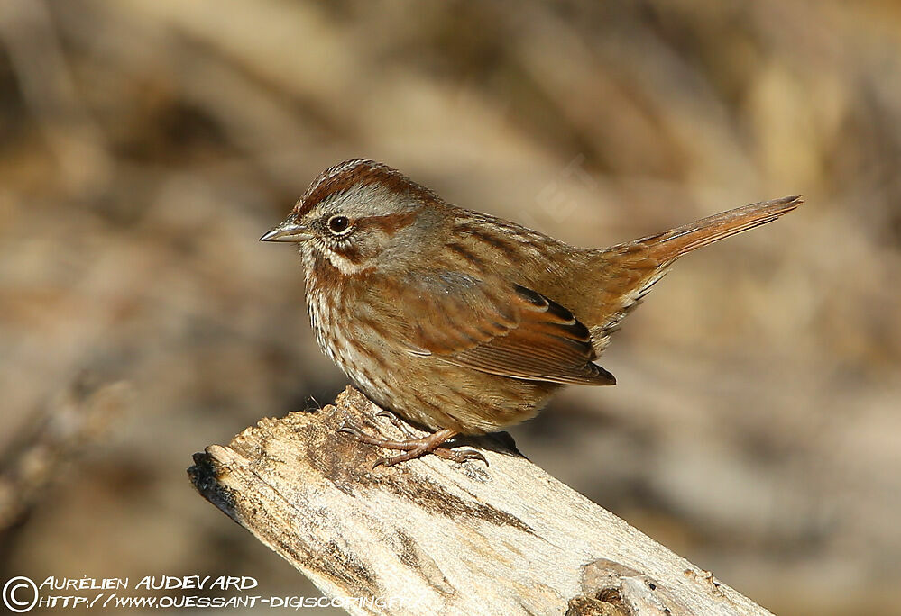 Song Sparrow