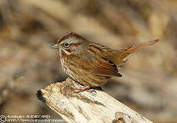 Song Sparrow