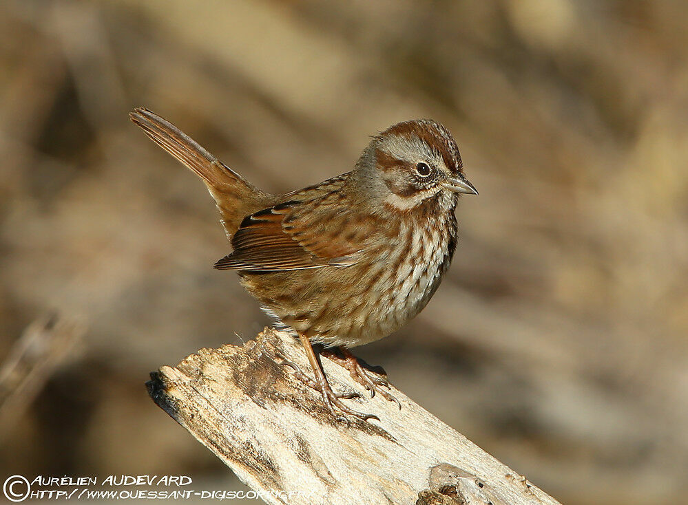 Song Sparrow, identification