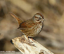 Song Sparrow