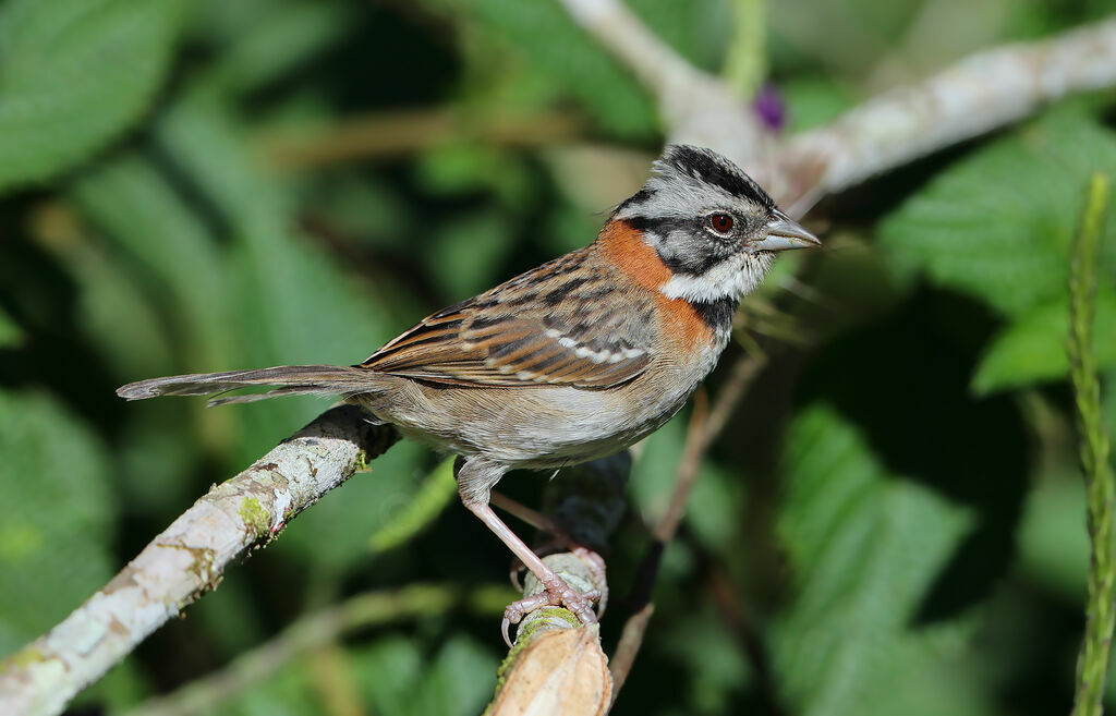 Rufous-collared Sparrow