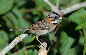 Rufous-collared Sparrow