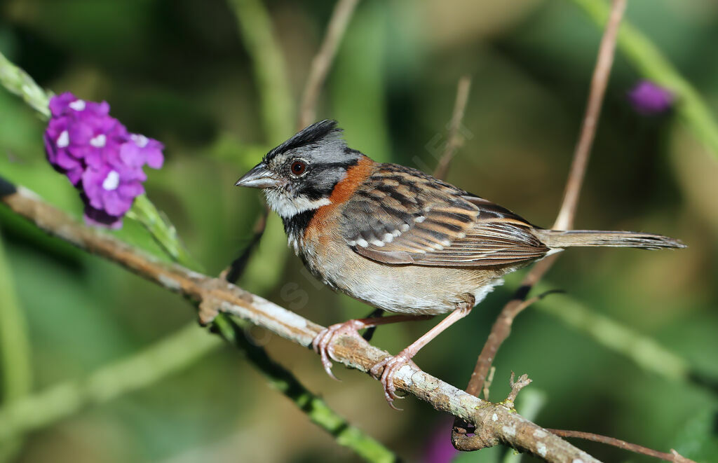 Rufous-collared Sparrow